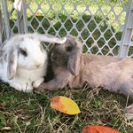 Aurora Pearson - @pearson_pets - Instagram