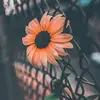 aurorarice6 - @aurorarice6 - TikTok