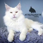 @aurorarichcattery - Instagram