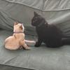 Rocky & Aurora - @rocky..aurora - TikTok