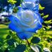 Aurora Ronsha - Facebook