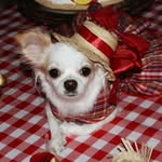 Aurora Roque - @aurora_chihuahua - Instagram