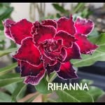 AURORA ROSAS DO DESERTO - @alcyferreira2609 - Instagram