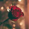 auroraruvalcaba5 - @aurora.ruvalcaba5 - TikTok