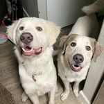 Aurora and Sampson - @aurora_and_sampson - Instagram