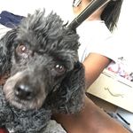 Aurora Sampson - @_dog_are_cute - Instagram