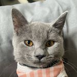 Aurora The British Short Hair - @hyroraa - Instagram