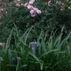 aurora sikes - @a.sikes - TikTok
