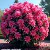 notificación - @aurora.condori.torres46 - TikTok