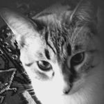 Aurora Ward - @aurora_skye_gerbils - Instagram