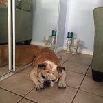 Austin Basham - @austinbasham1068 - Instagram