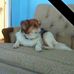 Austin Basham - Facebook