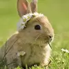agghx - @austinbunny - TikTok