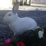 Austin - @austin.bunny - Instagram