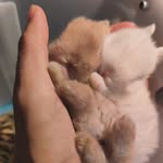 AustinBunny 2022🍁 - @austinbunny2022 - Instagram
