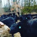 Austin Burrow - @austin.burrow1 - Instagram