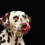 Austin Cabral - @lucky_pets_planet - Instagram