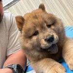 Teddy chow - @chow_for_sale_austin_ - Instagram