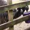 eagleaustin - @eagleaustin - TikTok