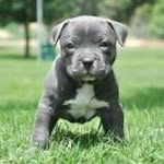 Austin Earle - @little.leprichuan - Instagram