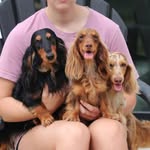 Austin Erickson - @healthyminidachshunds - Instagram