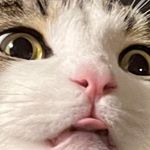 Augie - @_austinfriend - Instagram