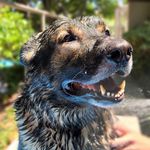 Austin German Shepherd - @raymx2010 - Instagram