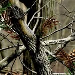Austin Goad - @biggoad01 - Instagram