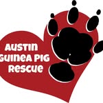 Austin Guinea Pig Rescue - @austinguinea - Instagram
