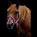 Austin Flash-Jeannie Labonte - Facebook
