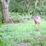 Austin Lang - @ohio_whitetail_addictions - Instagram