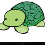 💥🐢Austin Leibowitz🐢💥 - @turtle_360_21 - Instagram
