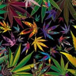 Austin Liles - @hippy_kid2330 - Instagram