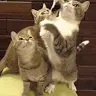 Austin Lund - @mambacat - TikTok