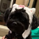 Austin Mao - @austinmao60 - Instagram