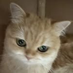 Austin Mao - @_austinmao - Instagram