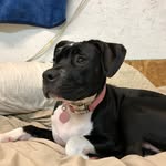 Austin Morrison - @mendez_6_puppies - Instagram