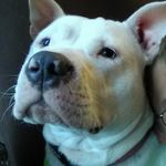 Austin mount - @willowk9 - Instagram