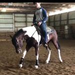 Austin Rush Performance Horses - @rush.performance - Instagram