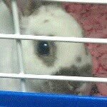 Austin Schubert - @little_bunny_rabbit_yay - Instagram