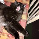 Austin Self - @gothic_kitten03 - Instagram