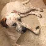 Austin Setzer - @aussie.setzsaur - Instagram