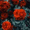 Austin Simon - @austinsimon240 - TikTok