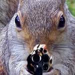 Austin Slaughter - @squirrel_army3 - Instagram