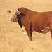 Austin Snedden - Facebook