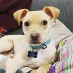 Austin Somers Potter - @austin.somers.dog - Instagram