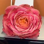 Southern Floral Austin - @southernfloralaustin - Instagram