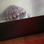 Austin Spann - @yurtle_theyurtleturtle - Instagram