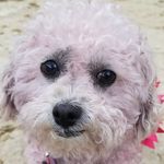 Austin'sPinkPoodle - @atxpinkpoodle - Instagram