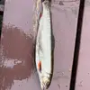 Austin Sprague - @austin.sprague_ - TikTok